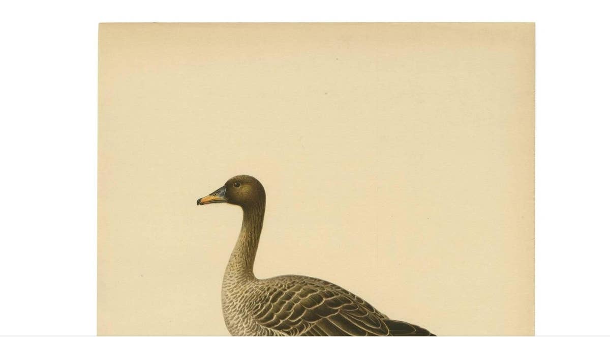 Antique Bird Print of a Taiga Bean Goose ‘Anser Fabalis’, 1917