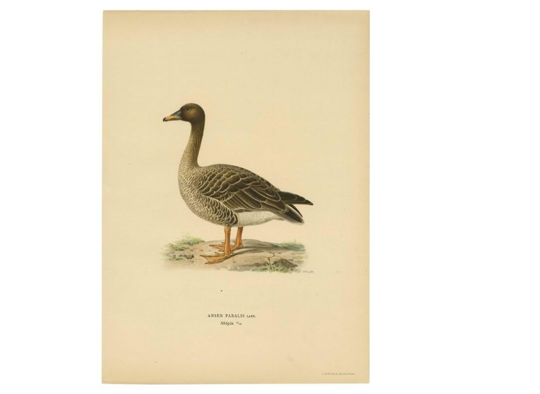 Antique Bird Print of a Taiga Bean Goose ‘Anser Fabalis’, 1917 In Good Condition For Sale In Langweer, NL