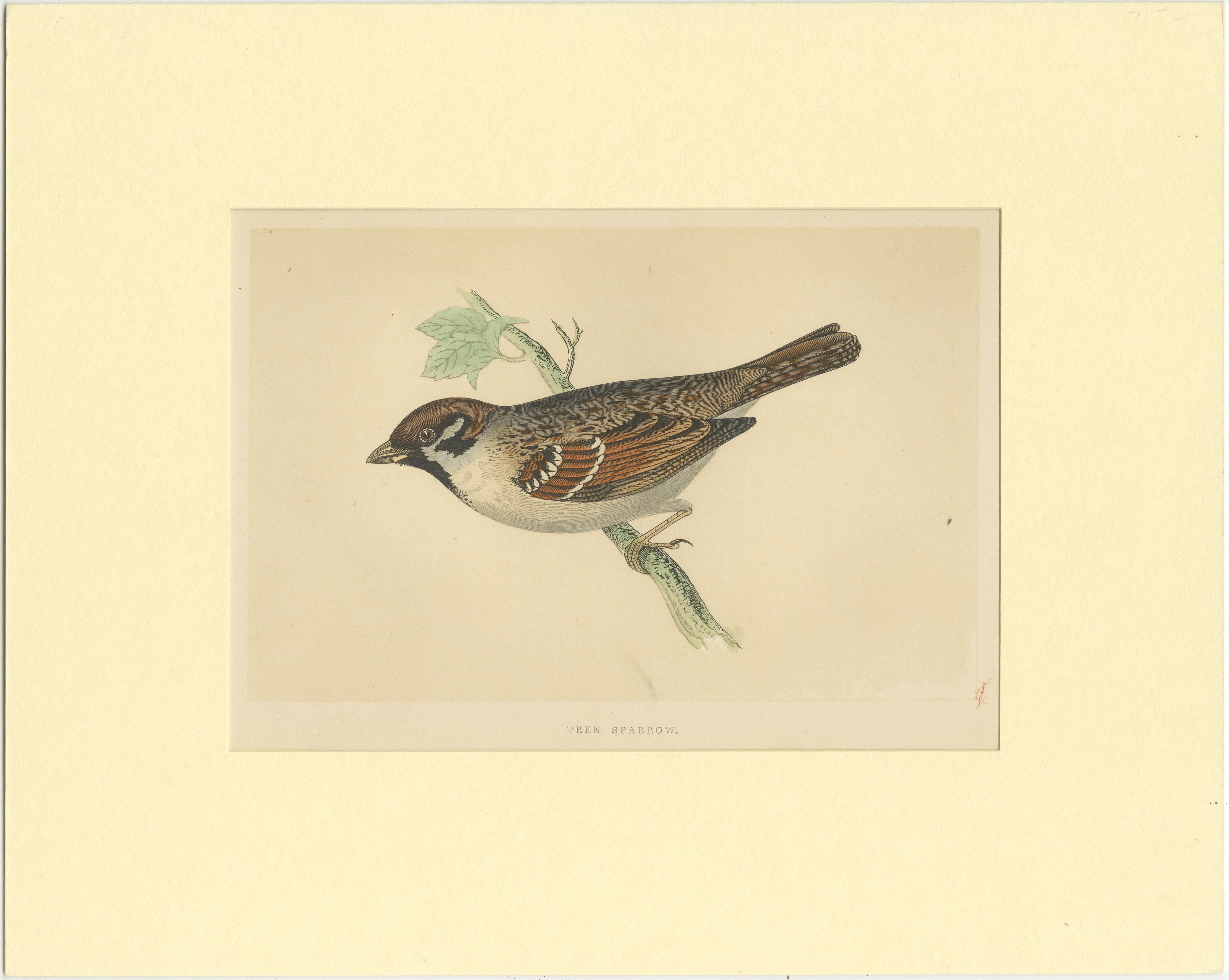 Original antique bird print of a tree sparrow. This print originates from 