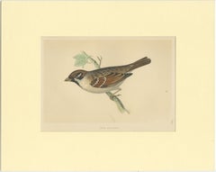 Antique Bird Print of a Tree Sparrow