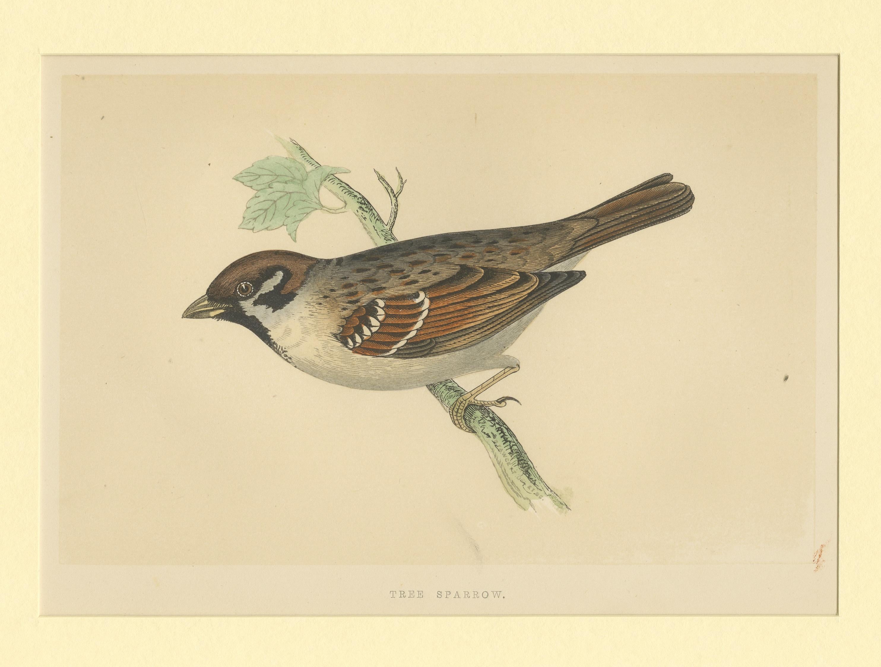 orgi-sparrow