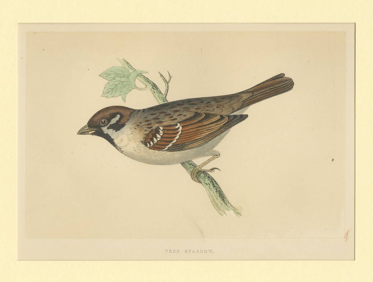 Antique Bird Print of a Tree Sparrow