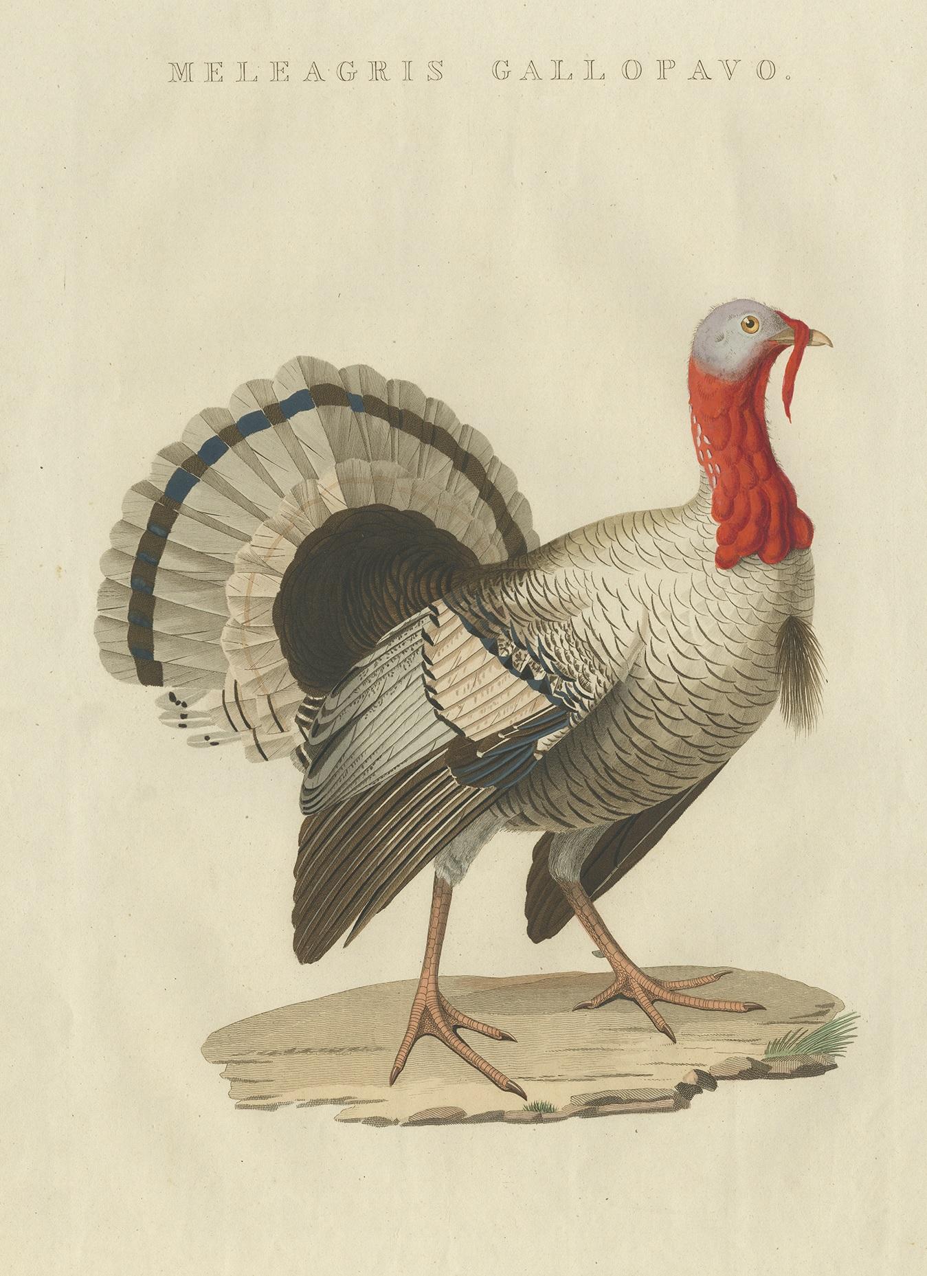 Antique print titled 'Meleagris Gallopavo'. The Turkey is a large bird in the genus Meleagris, which is native to the Americas. Males of both turkey species have a distinctive fleshy wattle or protuberance that hangs from the top of the beak (called