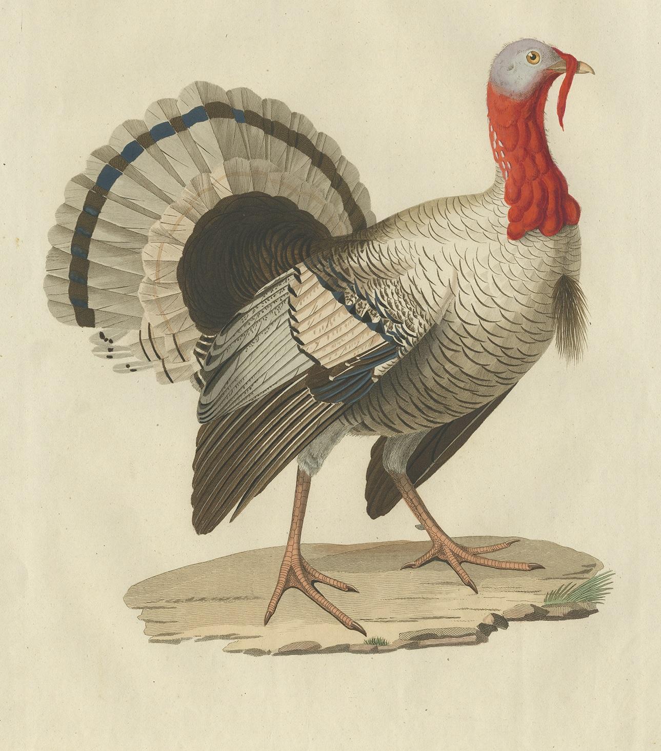 Antique Bird Print of a Turkey by Sepp & Nozeman, 1829 In Good Condition In Langweer, NL