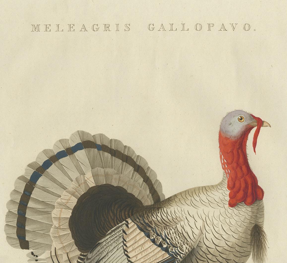 19th Century Antique Bird Print of a Turkey by Sepp & Nozeman, 1829