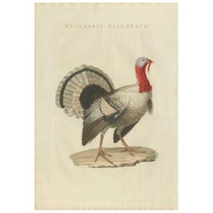 Antique Bird Print of a Turkey by Sepp & Nozeman, 1829