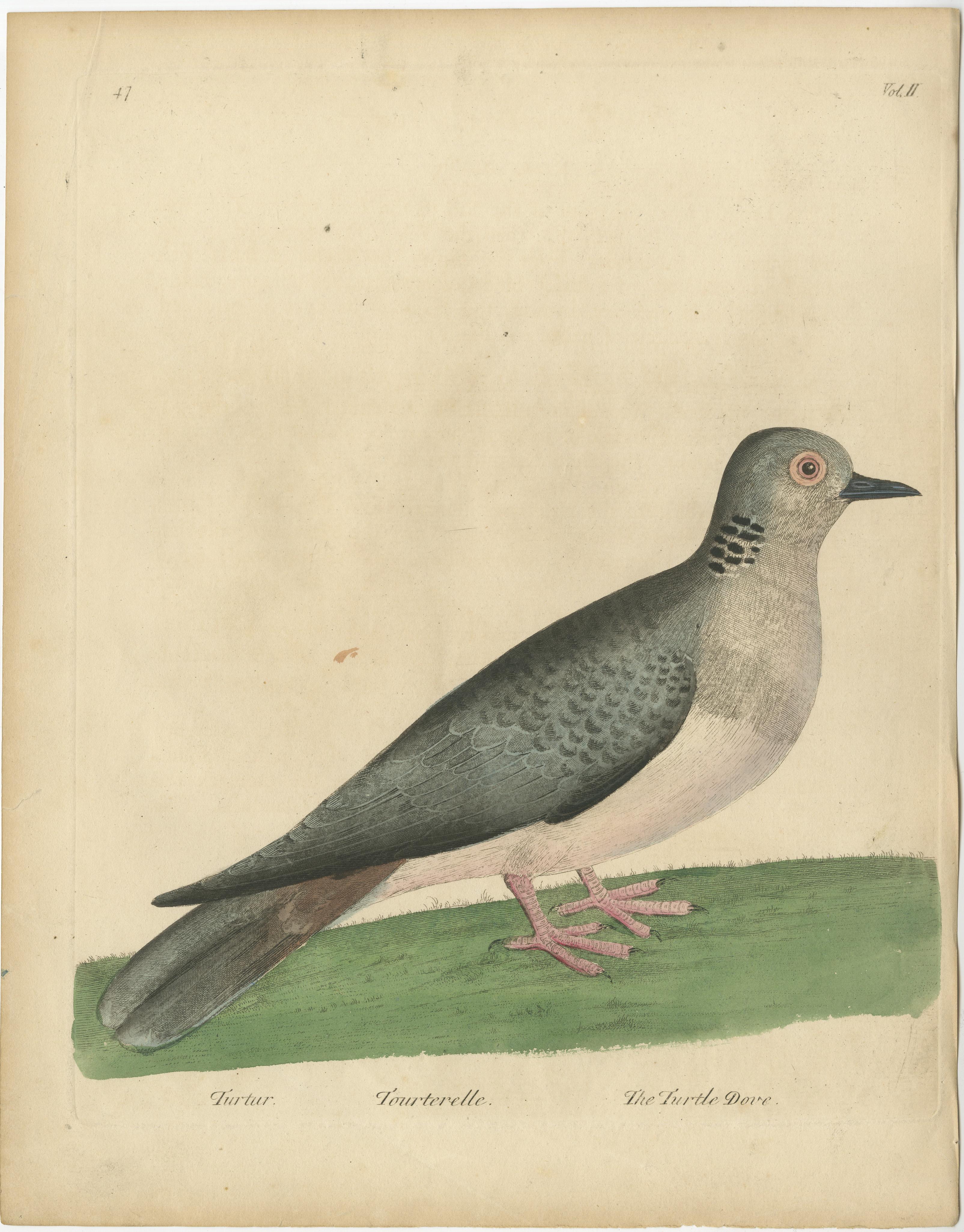 Antique bird print titled 'Turtur, Tourterelle, The Turtle Dove'. Original antique print of a turtle dove. This print originates from 'A Supplement to the Natural History of Birds illustrated with an Hundred and One Copper Plates (..)' by Eleazar