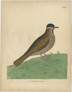 Antique Bird Print of a Turtle Dove from Jamaica