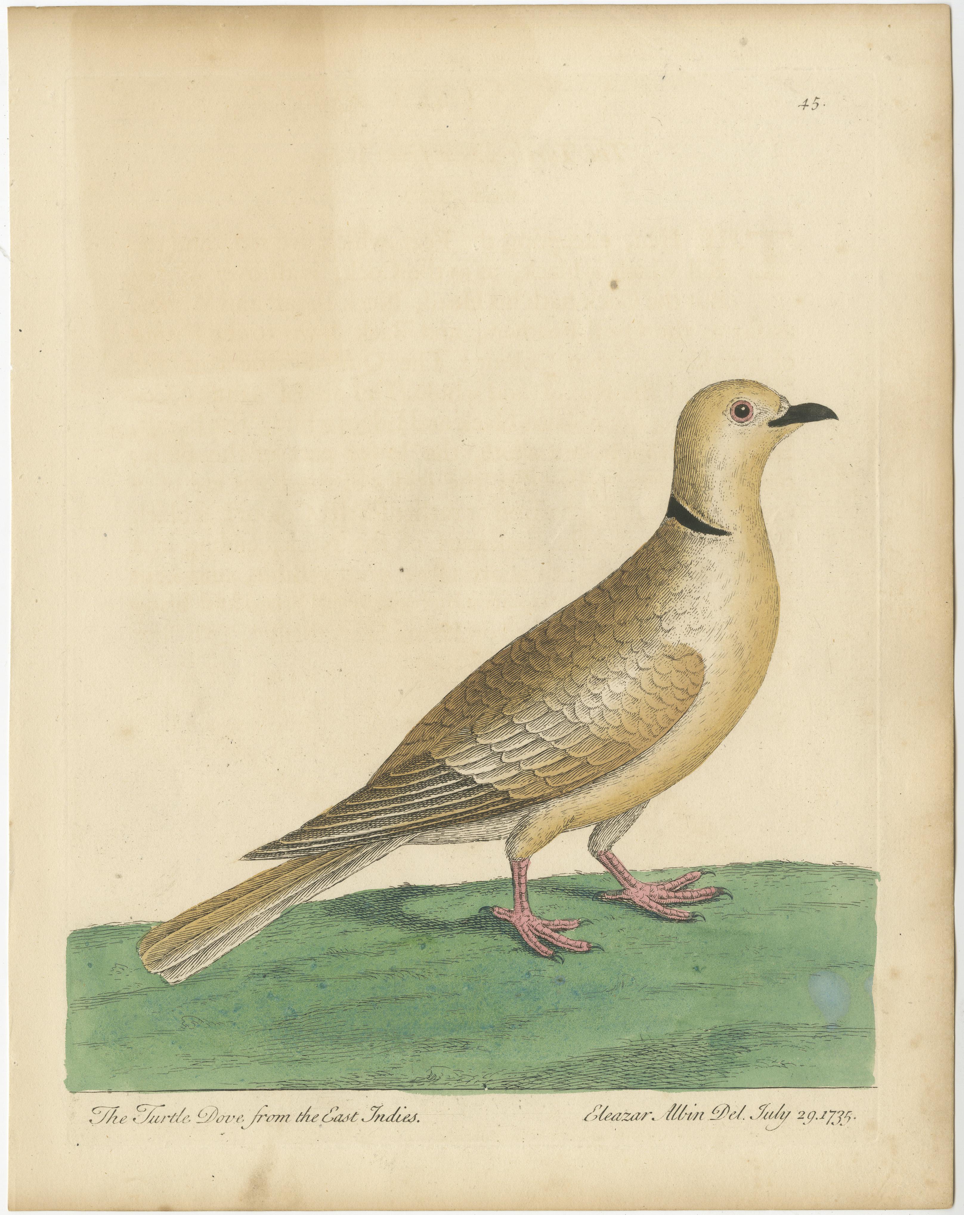 Antique bird print titled 'The Turtle Dove from the East Indies'. Original antique print of a turtle dove from the East Indies. This print originates from 'A Supplement to the Natural History of Birds illustrated with an Hundred and One Copper