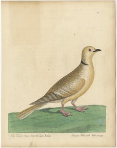 Antique Bird Print of a Turtle Dove from the East Indies