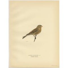 Antique Bird Print of a Twite by Von Wright, 1927