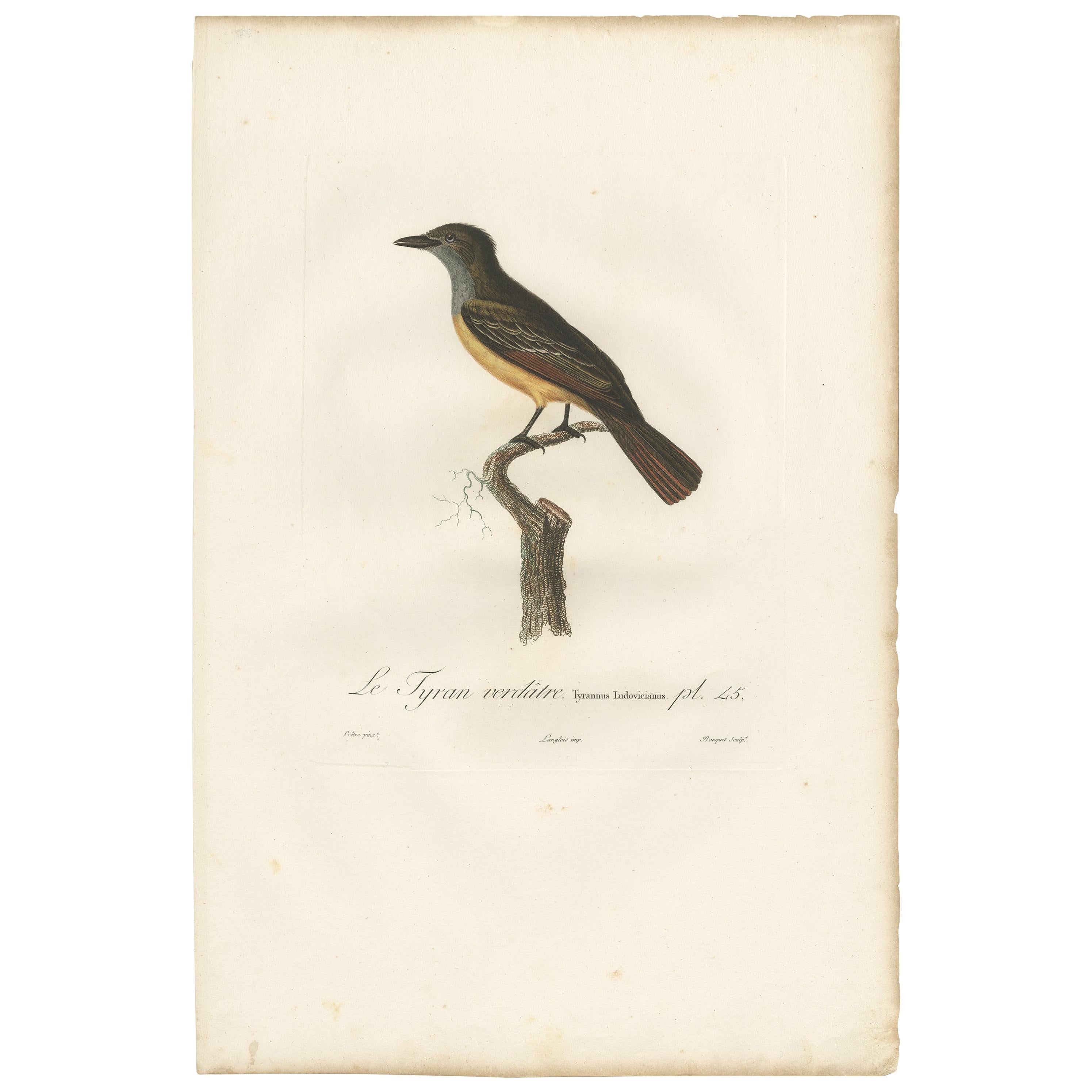Antique Bird Print of a Tyrant Flycatcher by Vieillot, 1807 For Sale