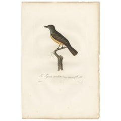 Antiker antiker Vogeldruck eines Tyrant-Fliegenfängers von Vieillot, 1807