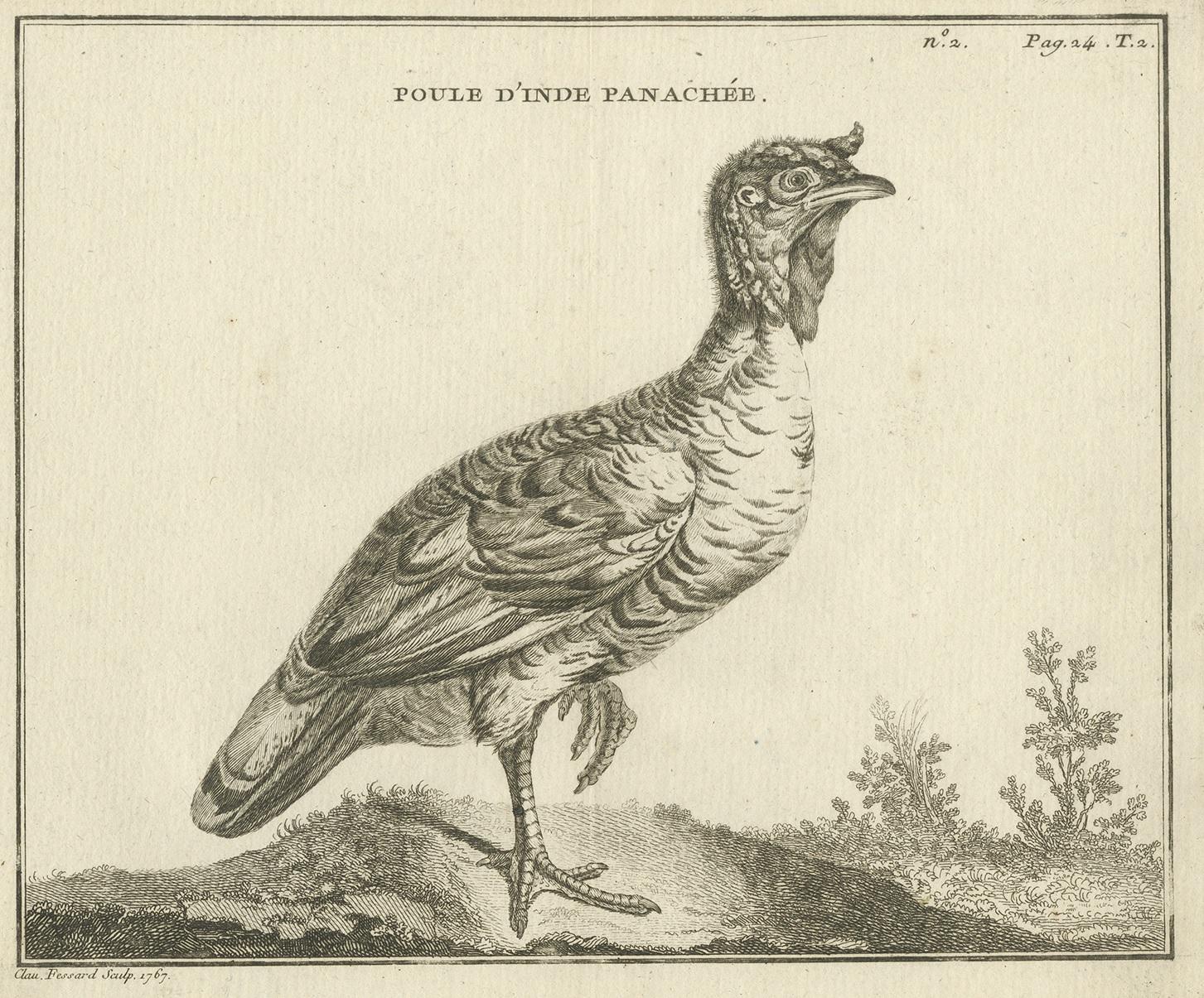 Antique print titled 'Poule d'Inde Panachée'. Copper engraving of a variegated Indian hen. This print originates from 'Handboek der genees- en verloskunde van het vee (..)' by A. Numan. Published by R.J. Schierbeek, 1819. Engraved by C. Fessard.
