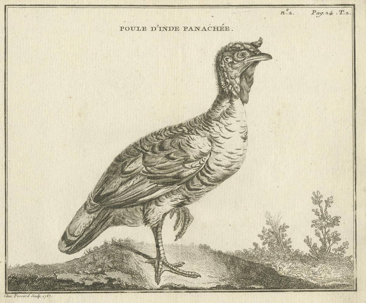 Antique Bird Print of a Variegated Indian Hen by Fessard, 1819