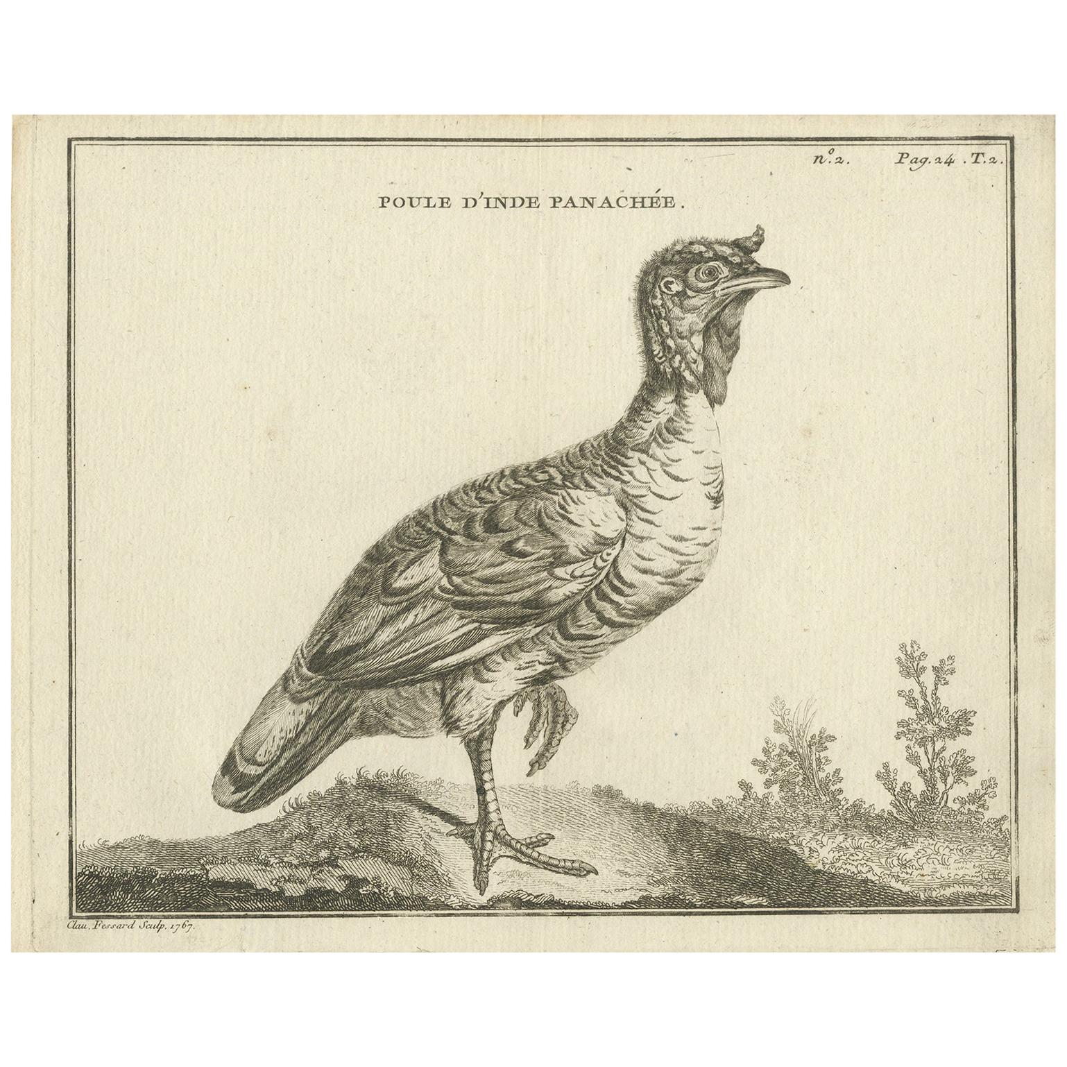 Antique Bird Print of a Variegated Indian Hen by Fessard, 1819 For Sale