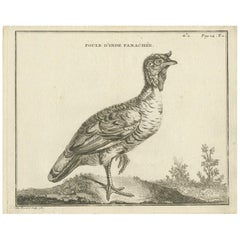Gravure d'oiseau ancienne d'une poule indienne bigarrée par Fessard:: 1819
