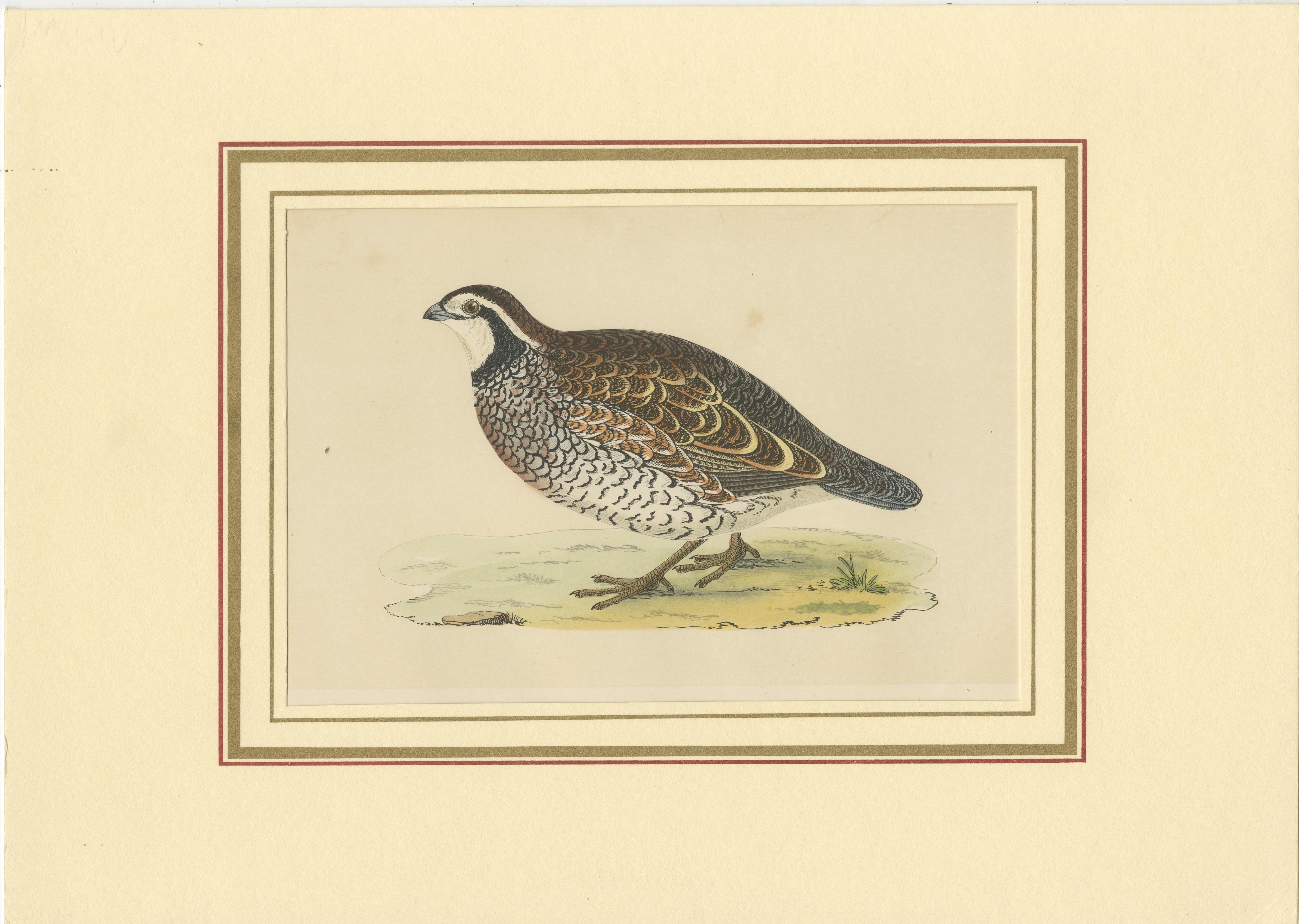Original antique bird print of a Virginian Partridge. This print originates from 