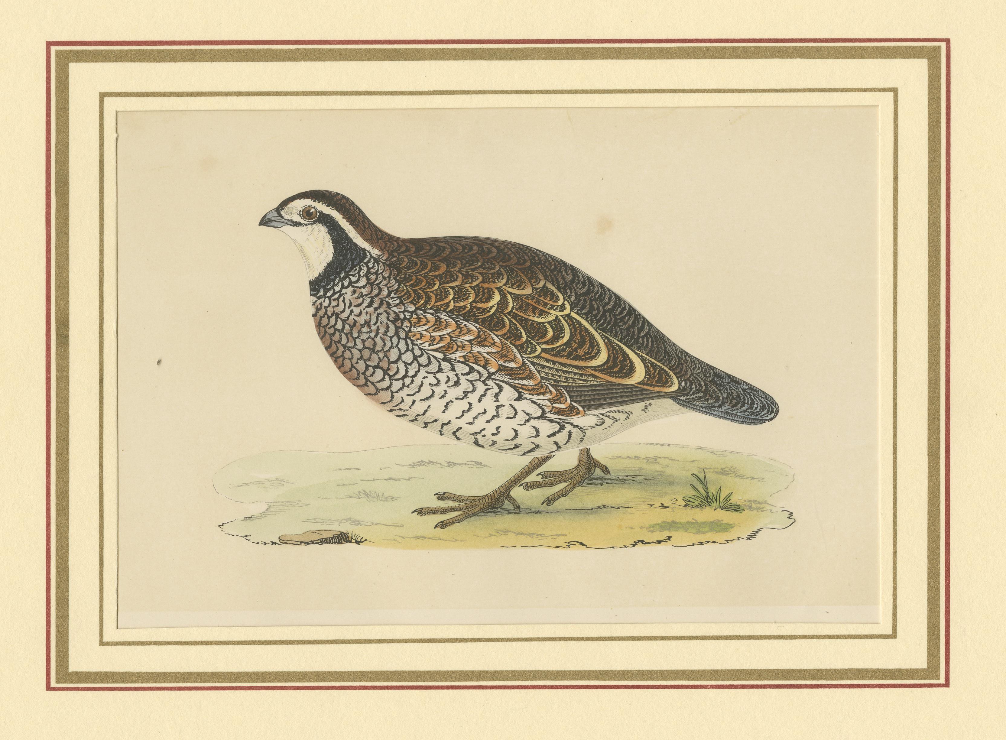 barbary partridge for sale