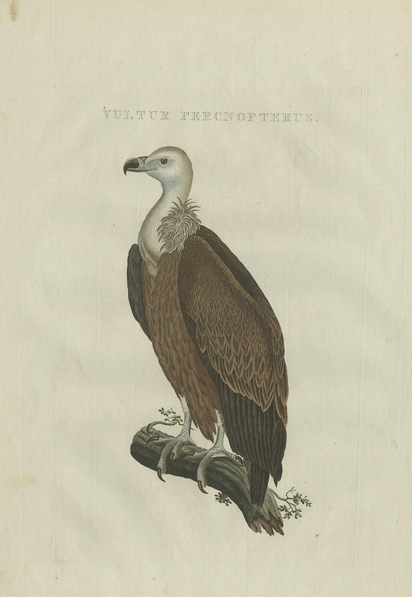Grabado antiguo titulado 'Vultur Percnopterus'. 

Según el título, este grabado debería representar un alimoche. Sin embargo, basándonos en sus características, creemos que en realidad se trata de un Gyps fulvus, buitre leonado o buitre leonado