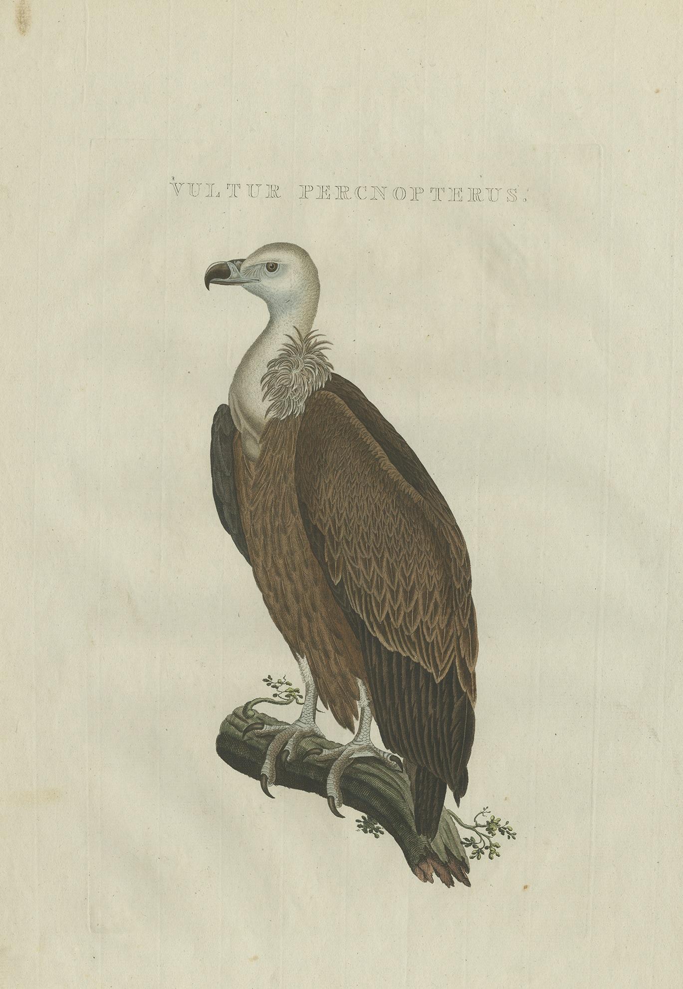 Antique print titled 'Vultur Percnopterus'. 

According to the title, this print should depict an Egyptian vulture. However, based on the characteristics, we believe it actually is a Gyps fulvus, Griffon Vulture or Eurasian Griffon Vulture. This