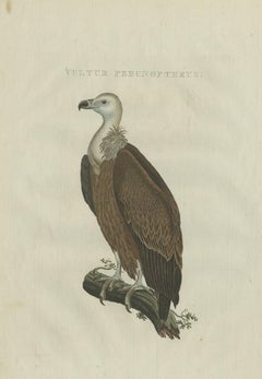 Antique Bird Print of a Vulture by Sepp & Nozeman, 1770
