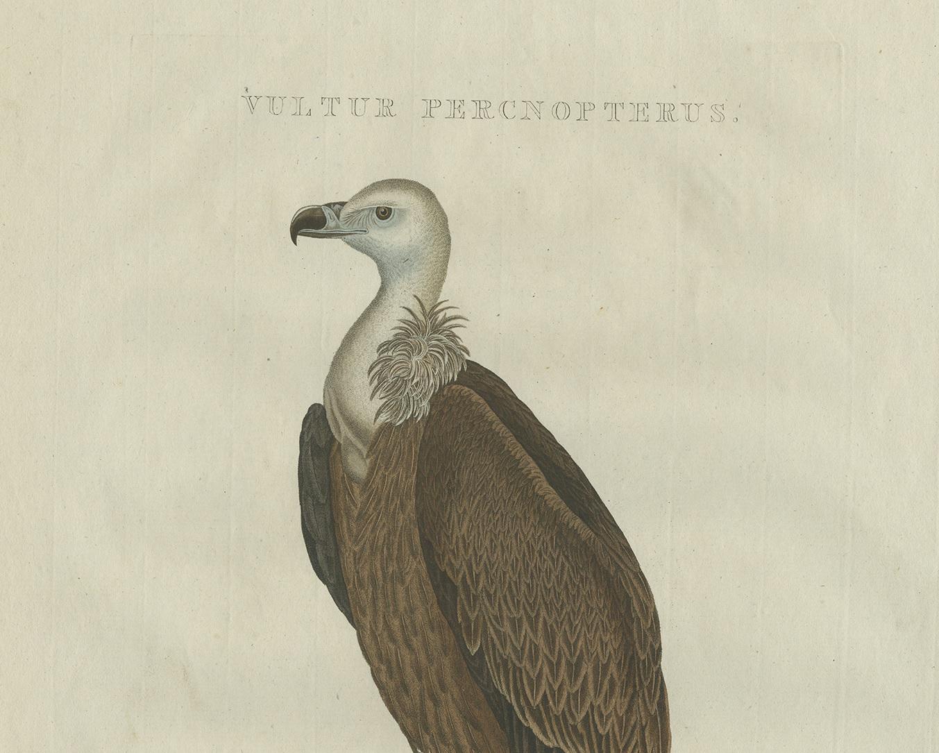 Dutch Antique Bird Print of a Vulture by Sepp & Nozeman, 1829 For Sale