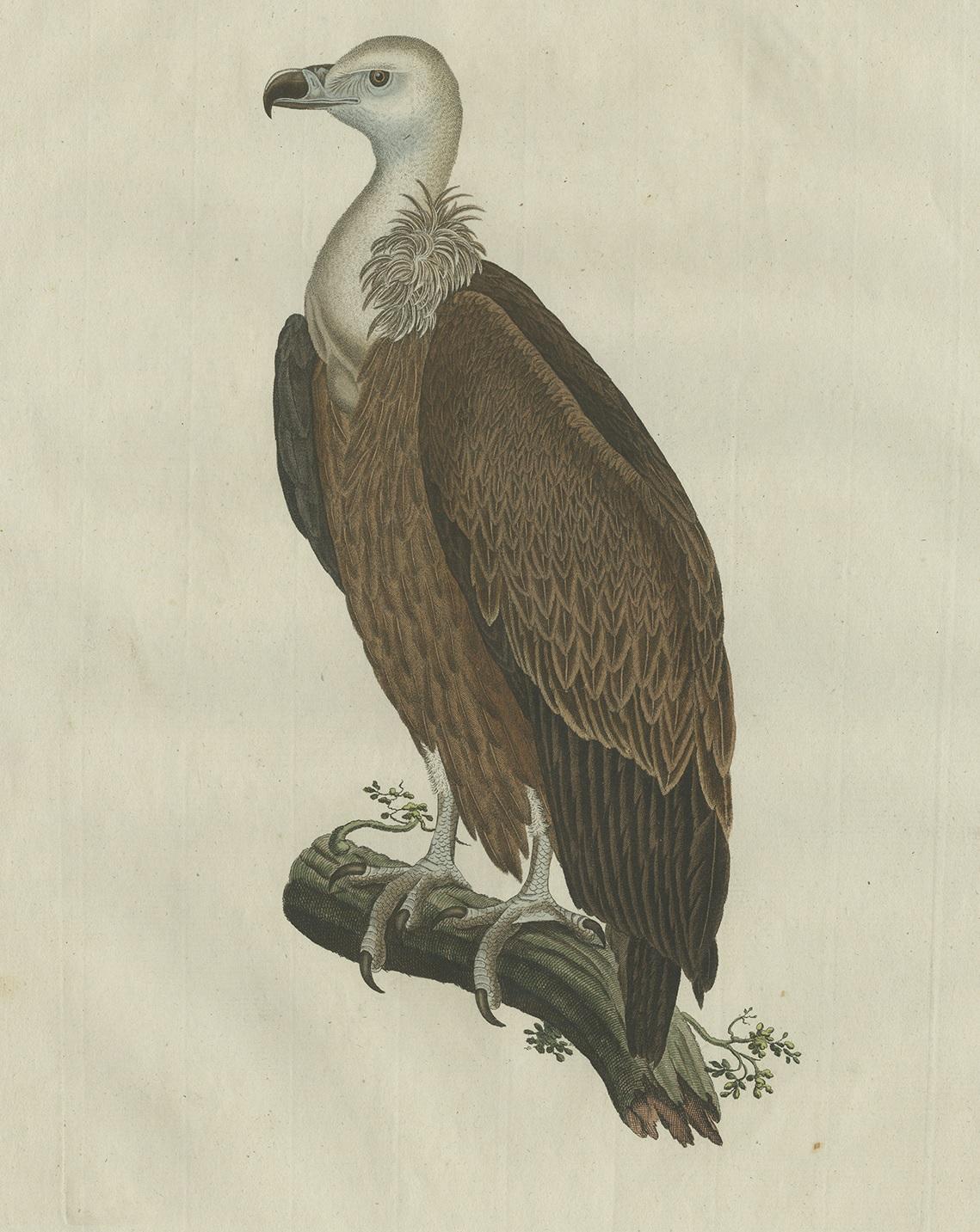 Antique Bird Print of a Vulture by Sepp & Nozeman, 1829 In Good Condition For Sale In Langweer, NL
