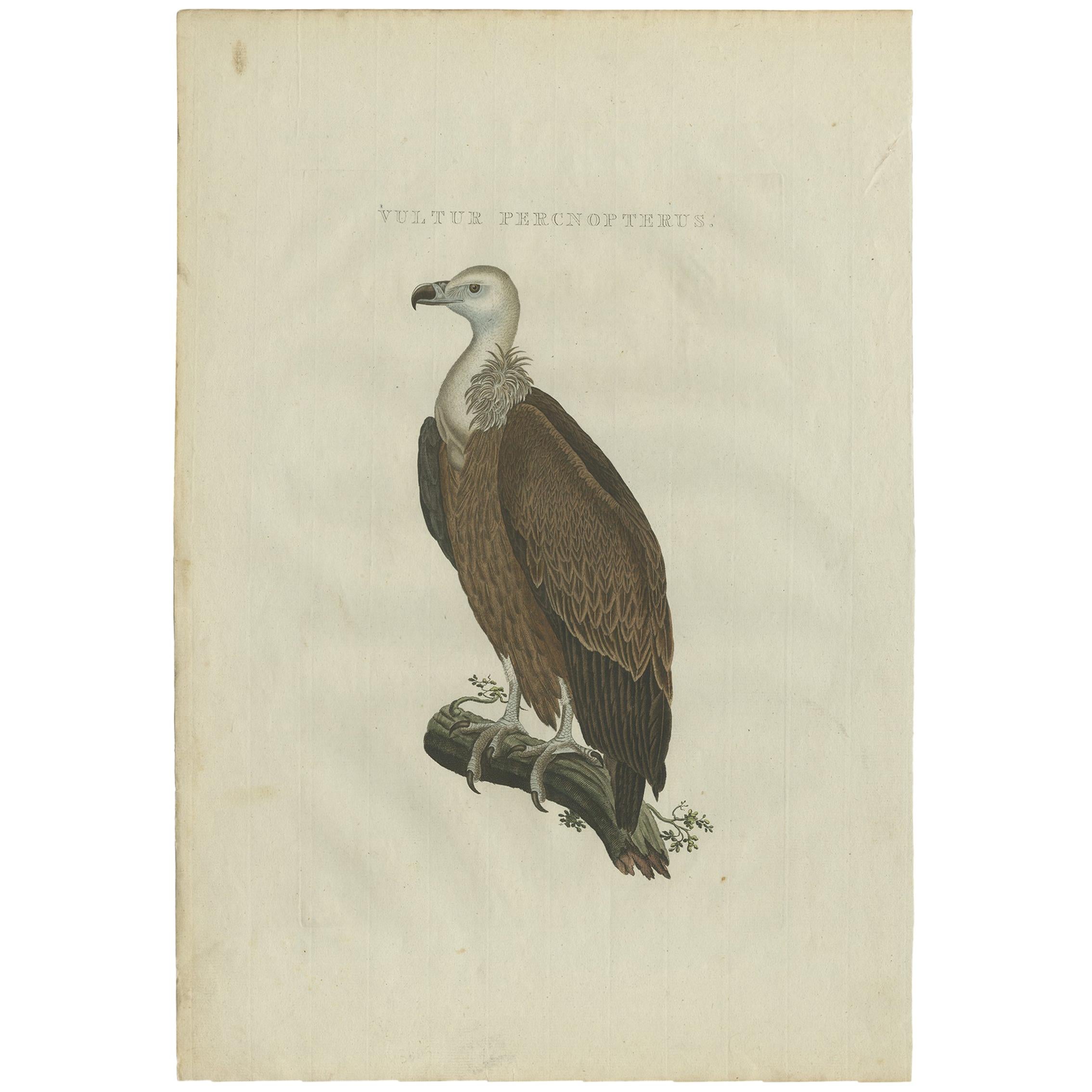 Antique Bird Print of a Vulture by Sepp & Nozeman, 1829