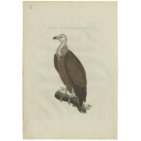 Antique Bird Print of a Vulture by Sepp & Nozeman, 1770