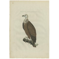 Grabado antiguo de un buitre por Sepp & Nozeman, 1829