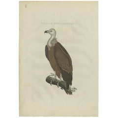 Antique Bird Print of a Vulture by Sepp & Nozeman, 1829