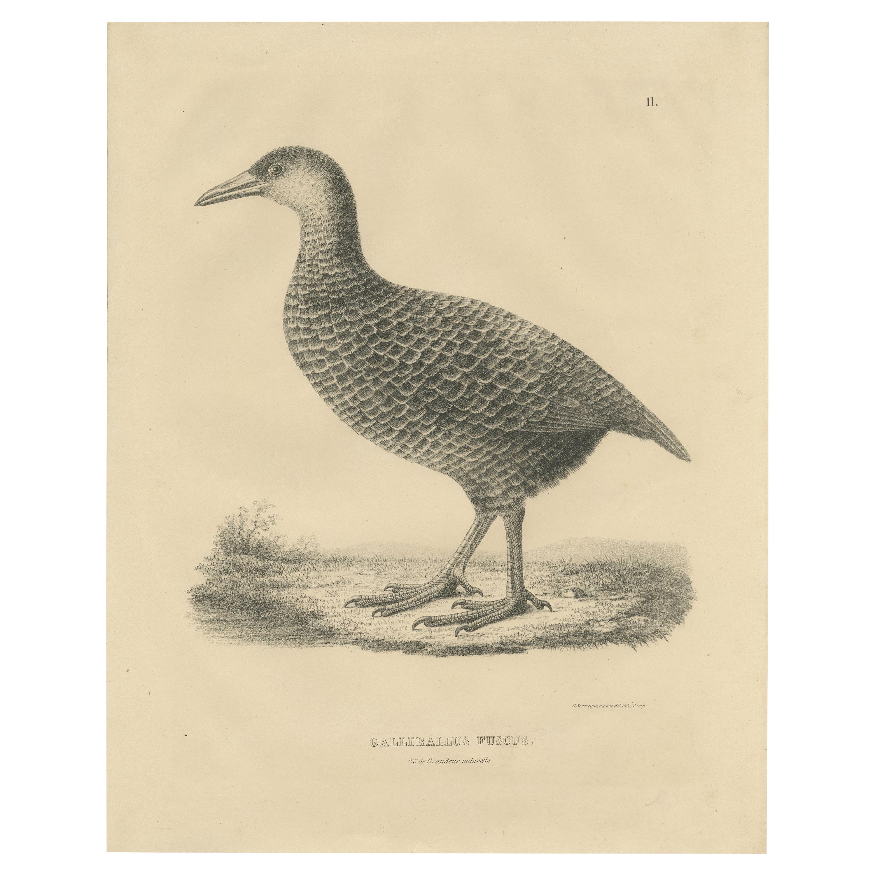 Impression oiseau antique d'un Weka par Severeyns, vers 1850 en vente