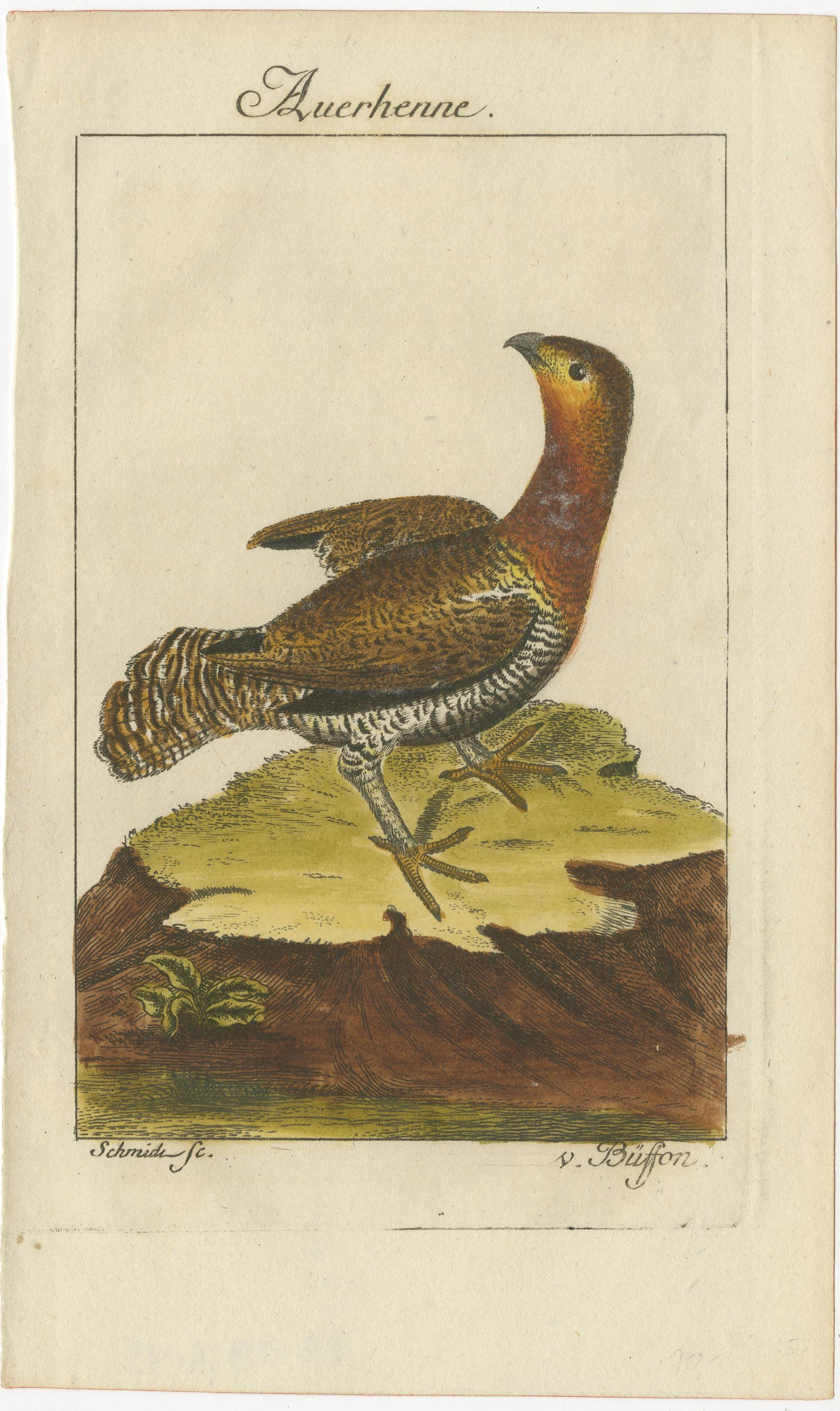 Antique bird print titled 'Auerhenne'. Hand colored original antique print of a Western capercaillie hen, also known as the Eurasian capercaillie, wood grouse, heather cock, cock-of-the-woods, or simply capercaillie, a heavy member of the grouse
