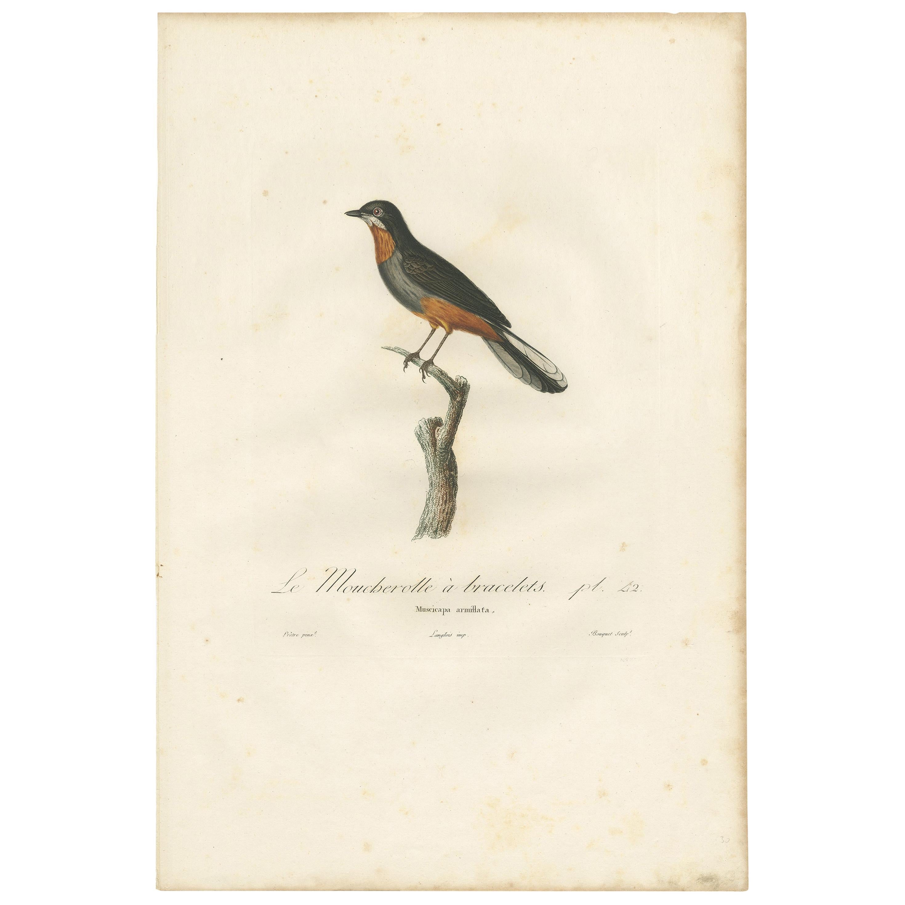 Antique Bird Print of a Whiskered Fantail by Vieillot '1807' For Sale