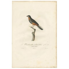 Antiker antiker Vogeldruck eines fächerschwanzförmigen Fächerschwanzes von Vieillot '1807