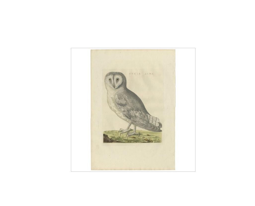 Single Bird In Old Art Print Home Decor Wall Art Poster Barn Owl Tyto Alba 