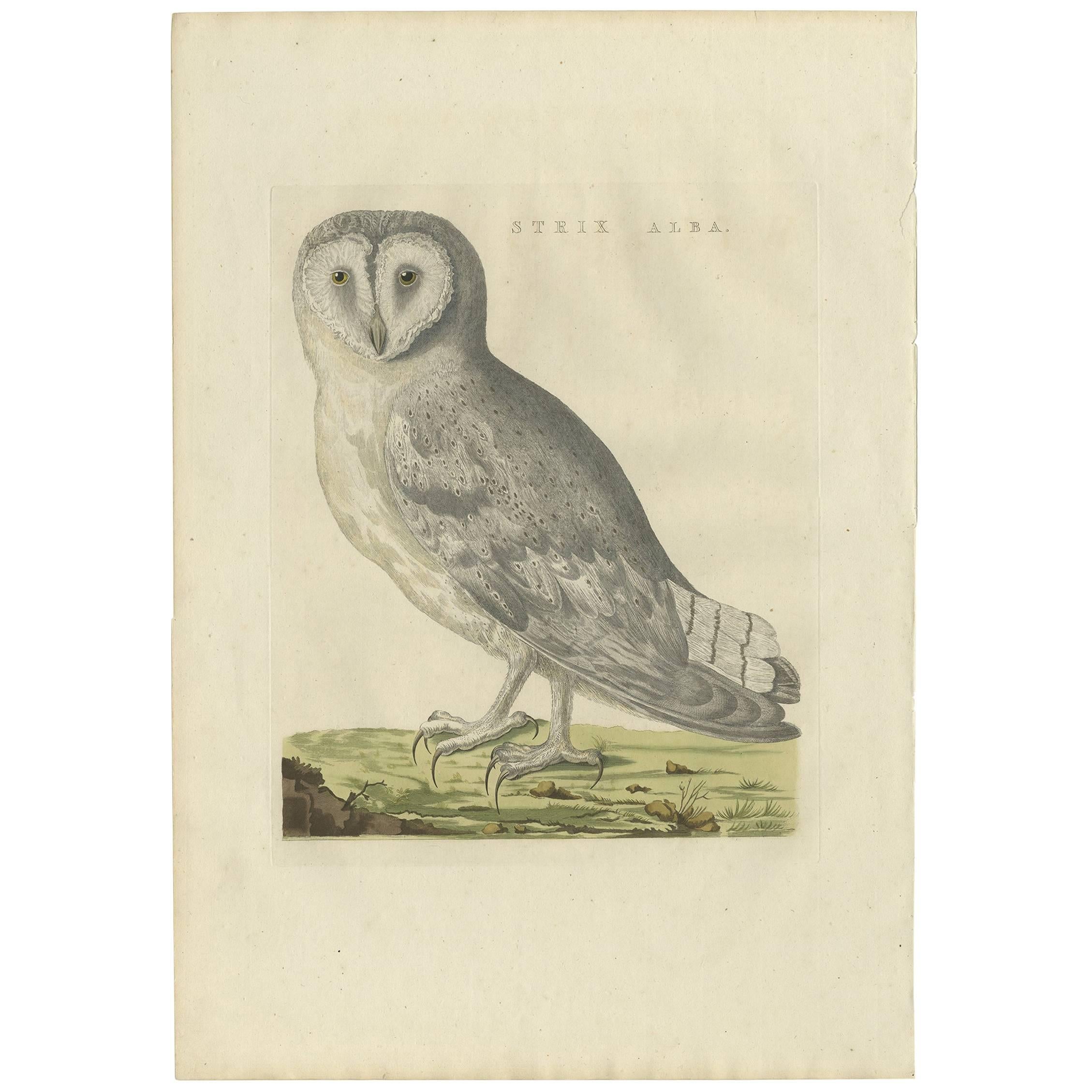 Antique Bird Print of a White Barn Owl by Sepp & Nozeman, 1809