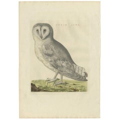 white barn antiques Antique Bird Print of a White Barn Owl by Sepp
Nozeman, 1809