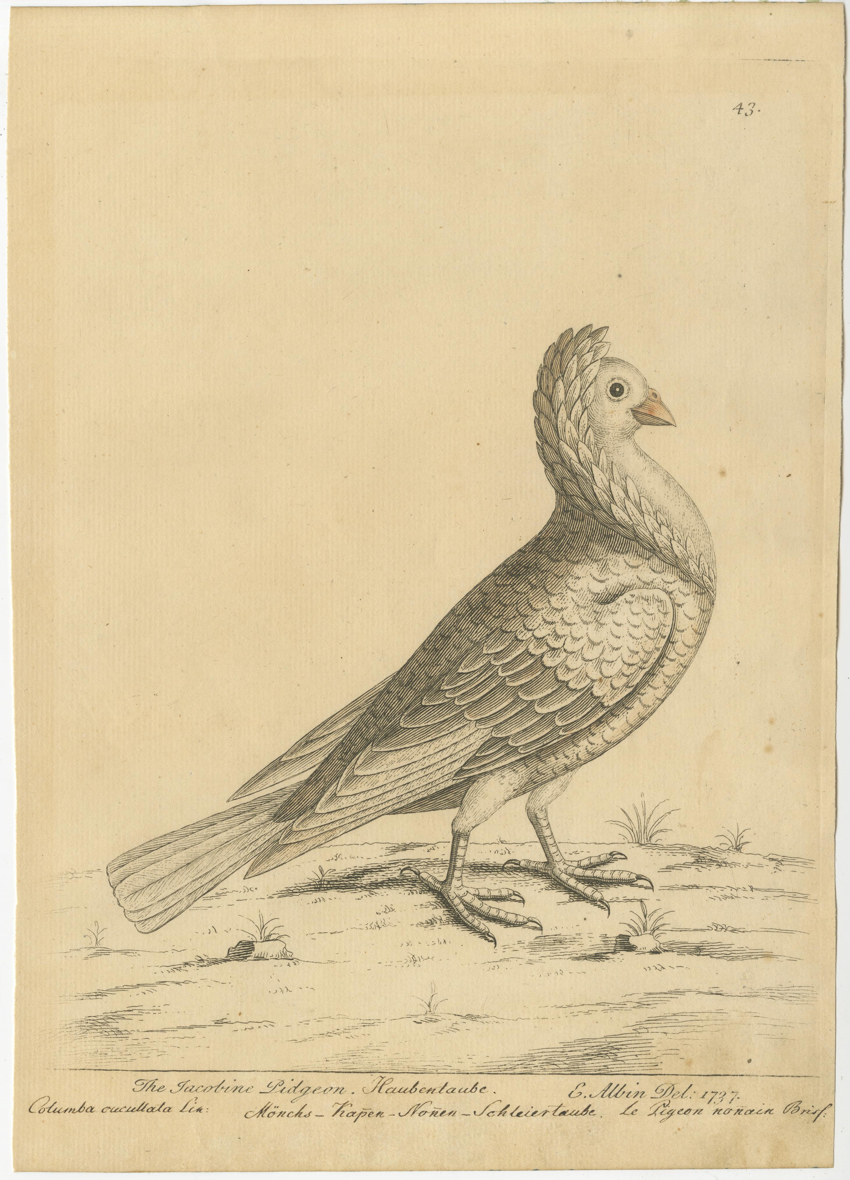 Antique bird print titled 'The Jacobine Pidgeon'. Original antique print of a jacobin pigeon. This print originates from 'A Supplement to the Natural History of Birds illustrated with an Hundred and One Copper Plates (..)' by Eleazar Albin.