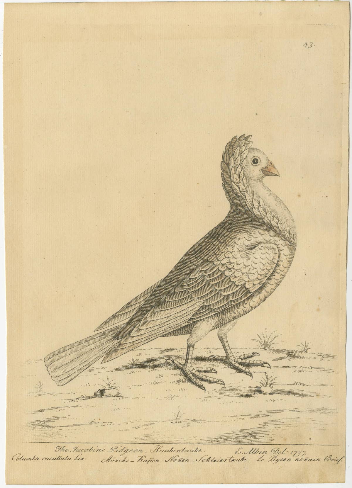 Antique Bird Print of a White Jacobin Pigeon, Hand-colored in 1740