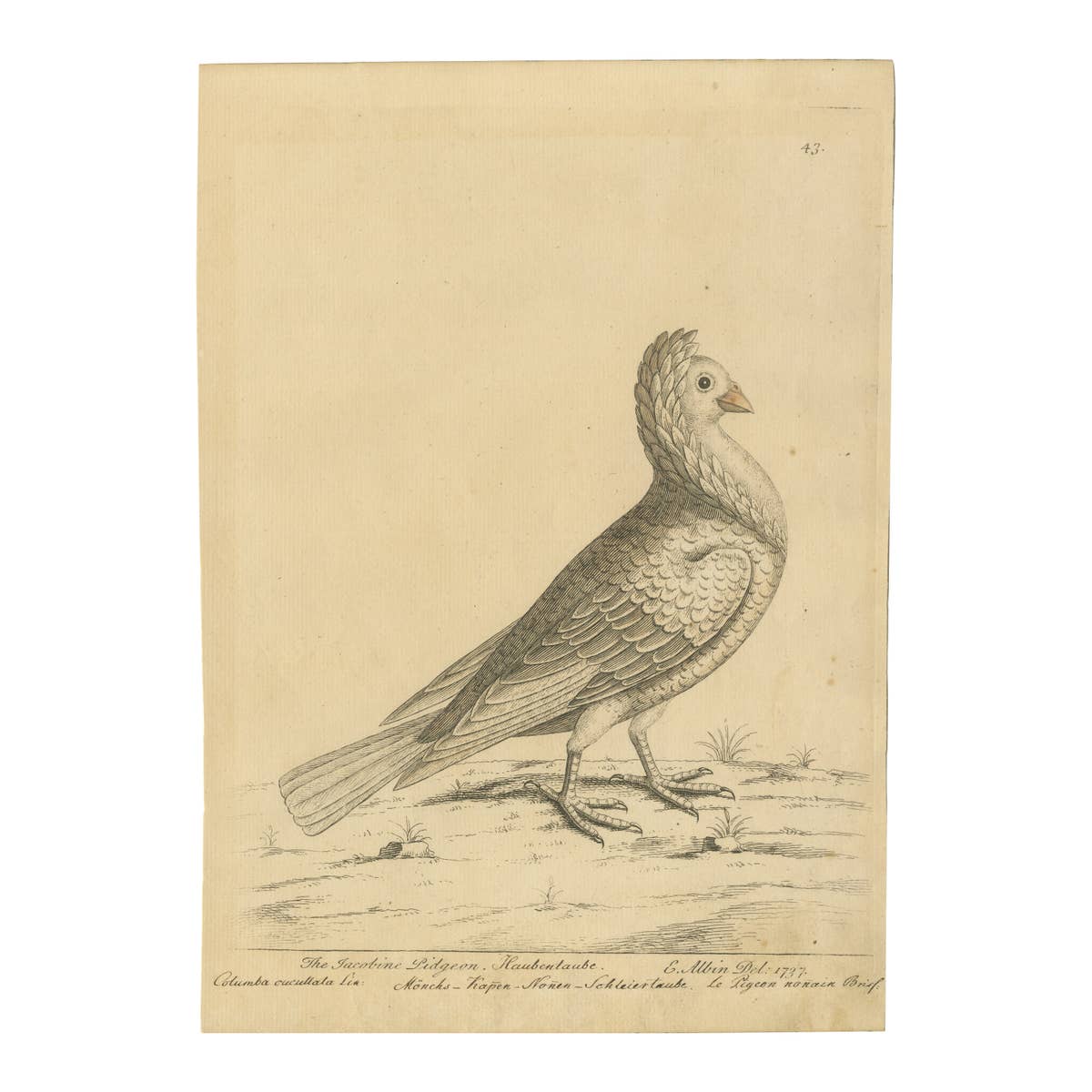 Antique Bird Print of a White Jacobin Pigeon, Hand-colored in 1740