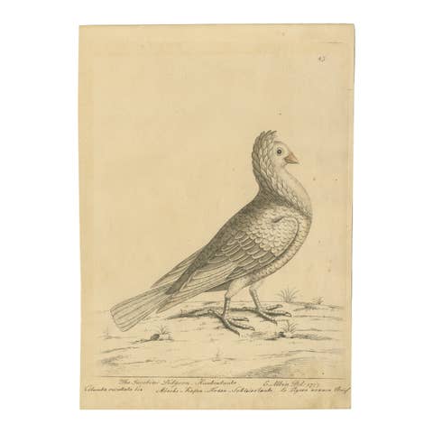 Antique Bird Print of a White Jacobin Pigeon, Hand-colored in 1740