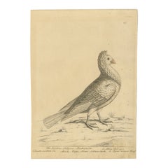 Impression ancienne d'un pigeon blanc de style jacobéen