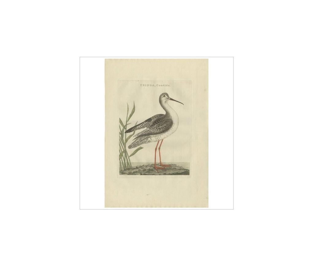 Antique print titled 'Tringa, Candida'. Sandpipers are a large family, Scolopacidae, of waders or shorebirds. They include many species called sandpipers, as well as those called by names such as curlew and snipe. The majority of these species eat