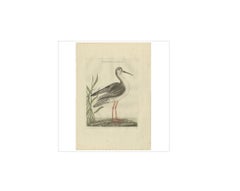 Antique Bird Print of a White Sandpiper by Sepp & Nozeman, 1797