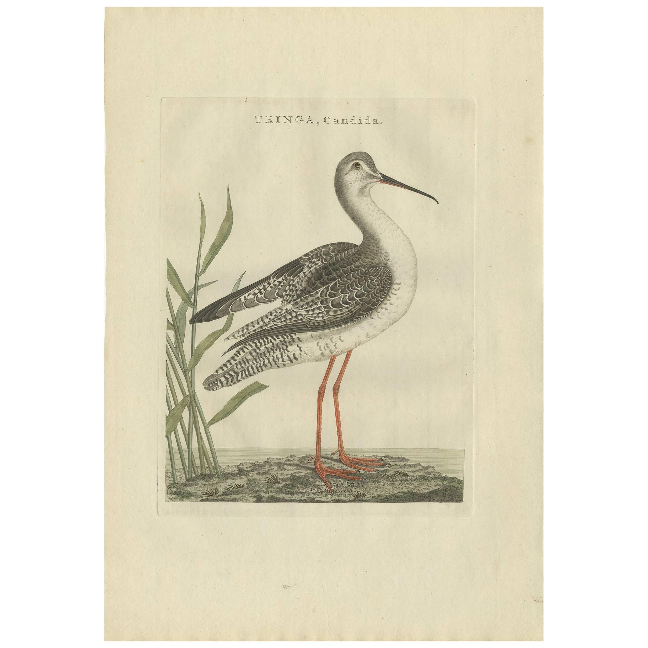 Antique Bird Print of a White Sandpiper by Sepp & Nozeman, 1797 For Sale