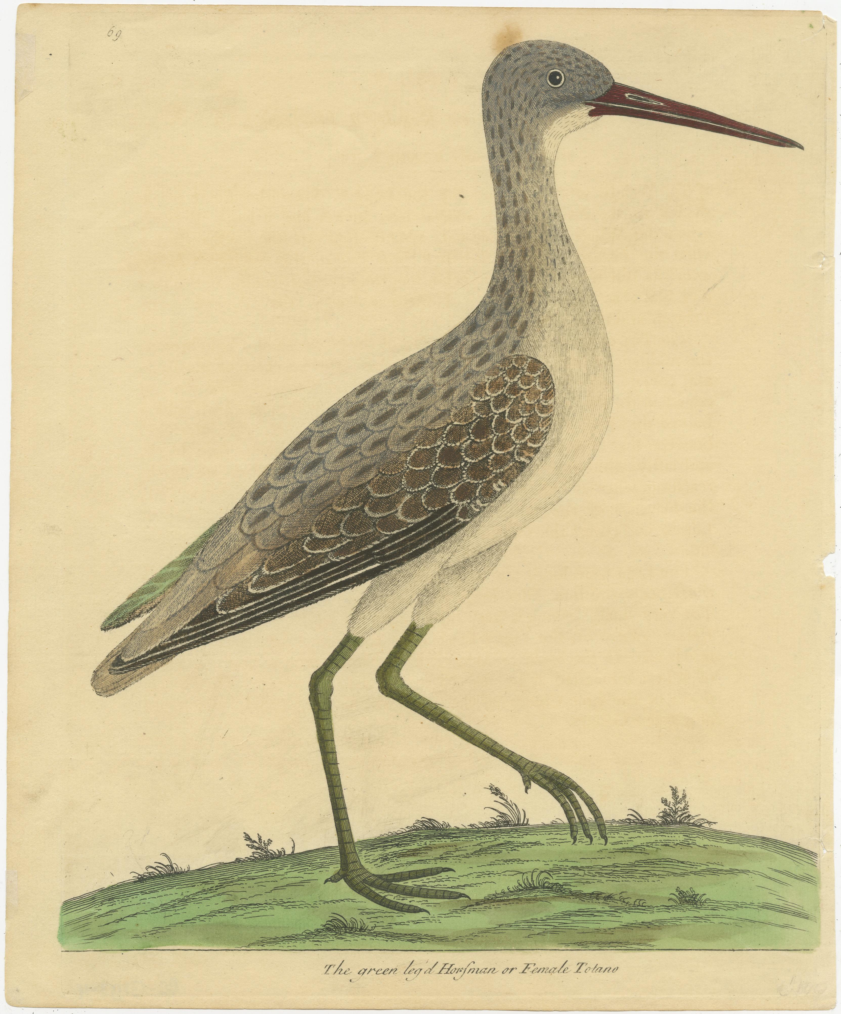 Antiker Vogeldruck mit dem Titel 'The Green leg'd Horseman or Female Totano'. Originaler antiker Druck eines Weißstorchs. Dieser Druck stammt aus 