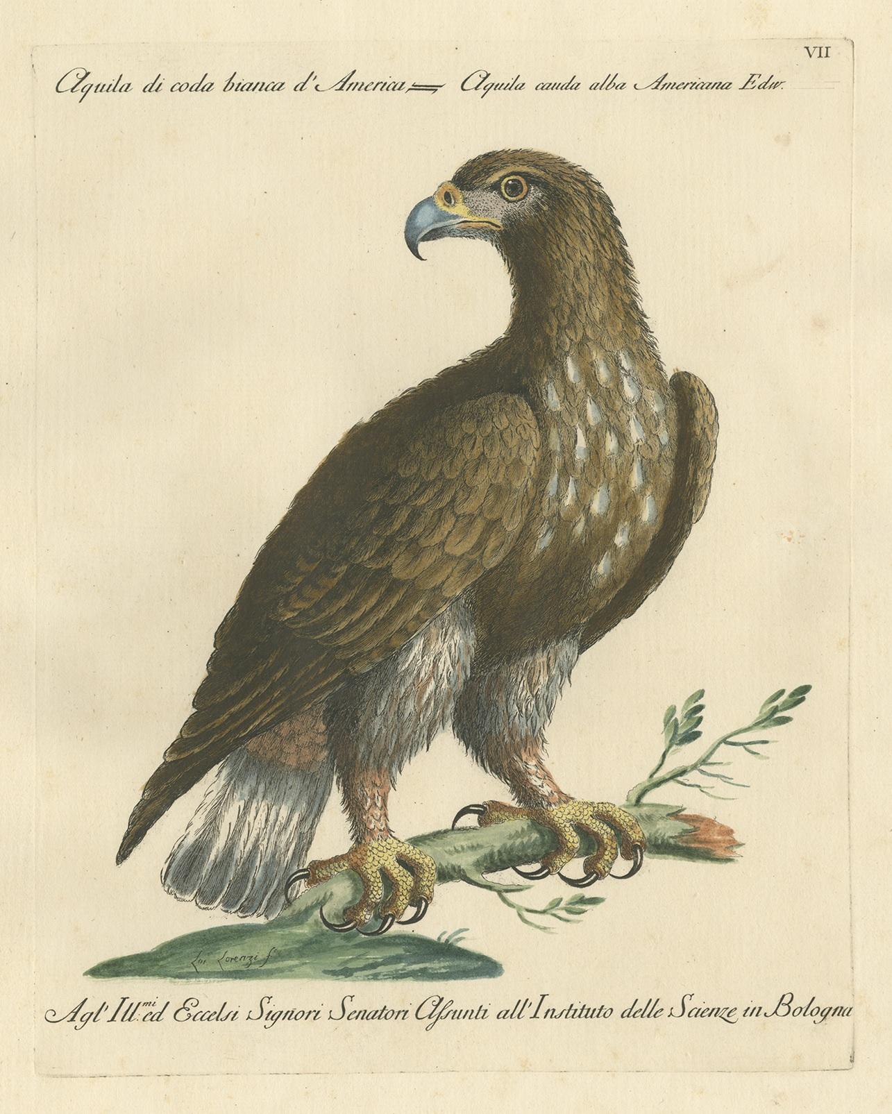 Antique Bird Print of a White-Tailed Eagle by Manetti, circa 1770 In Good Condition For Sale In Langweer, NL