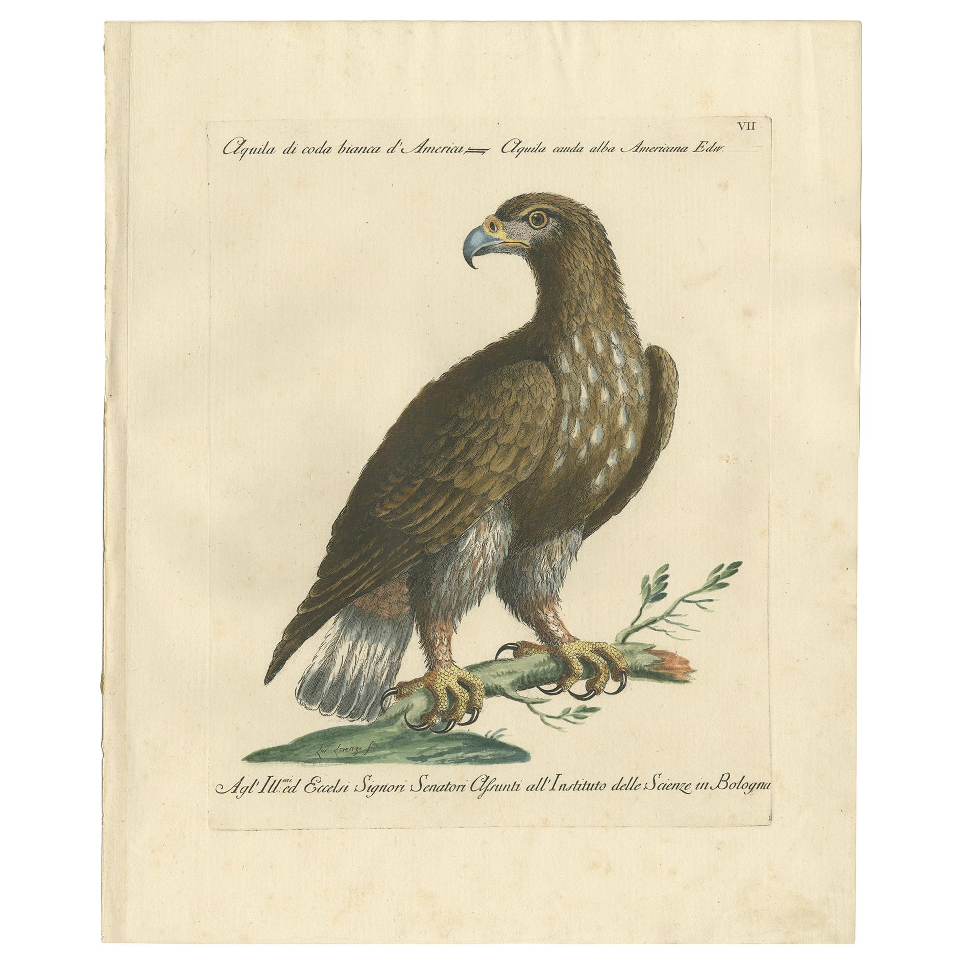 Gravure ancienne d'un aigle à queue blanche par Manetti, vers 1770